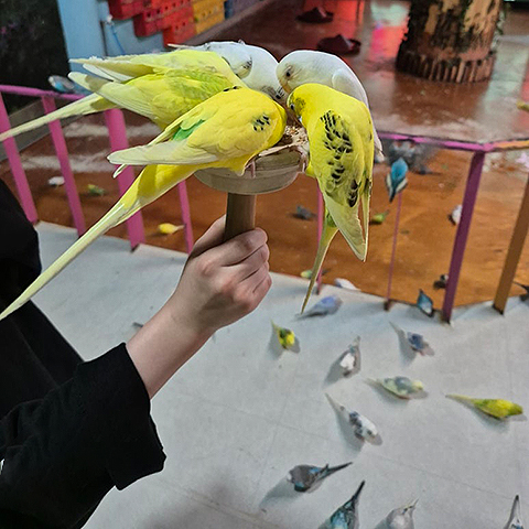 앵무새 체험 2 m6