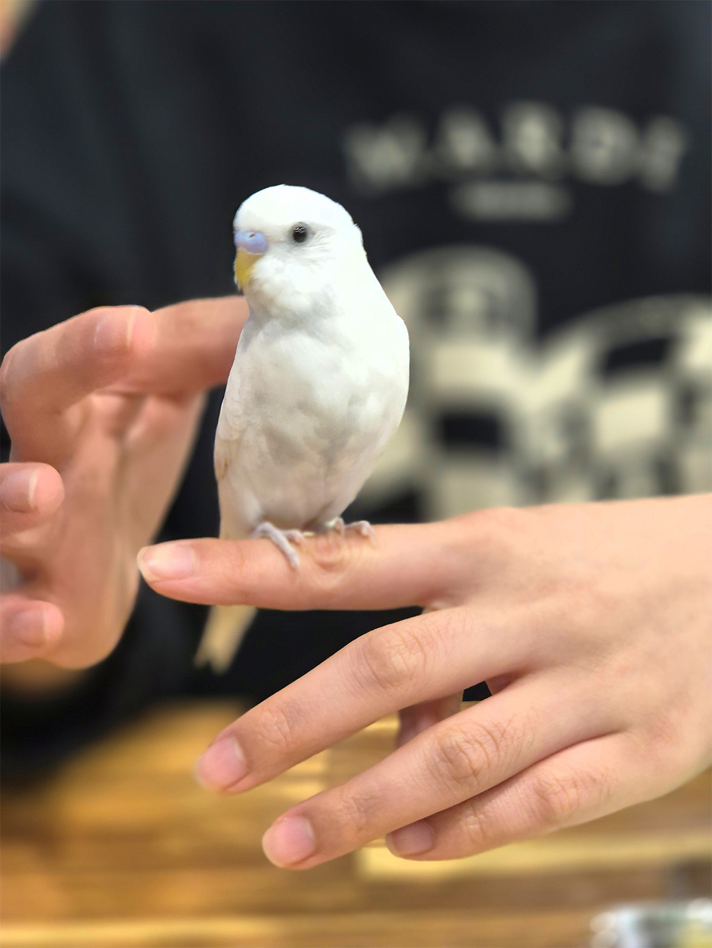 앵무새 단체체험 bird