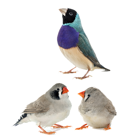 bottom bird4 20260313