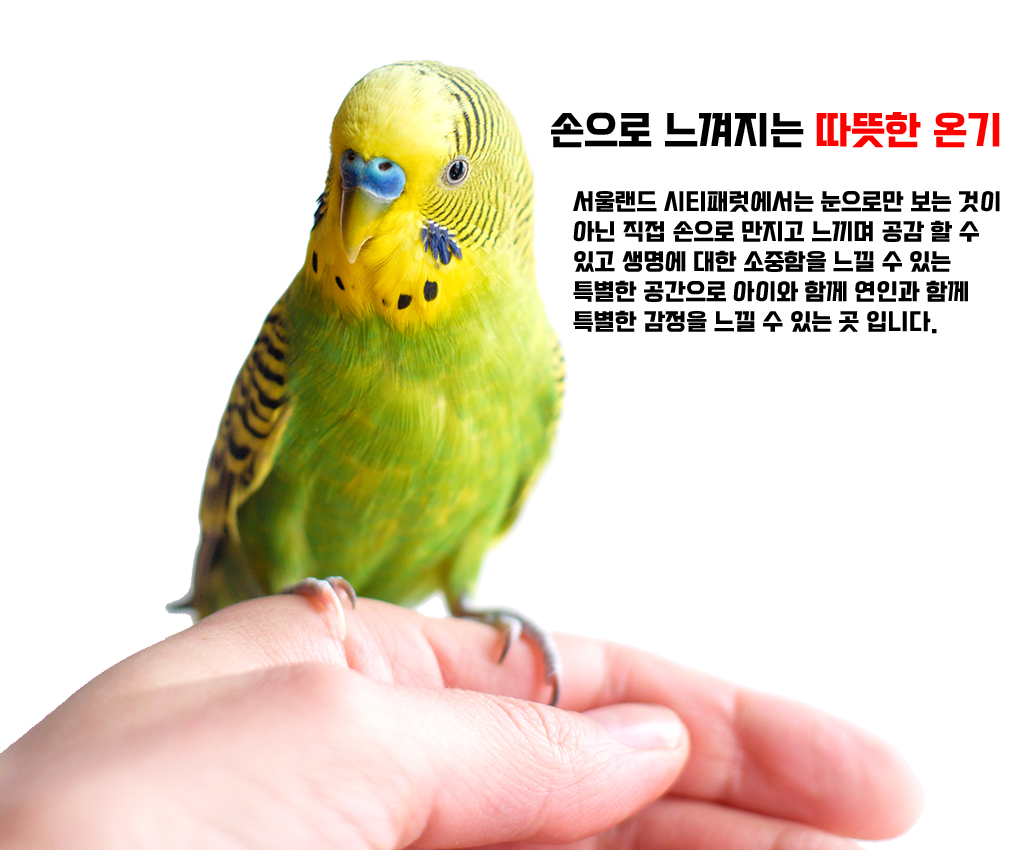 앵무새 체험 main03 복사