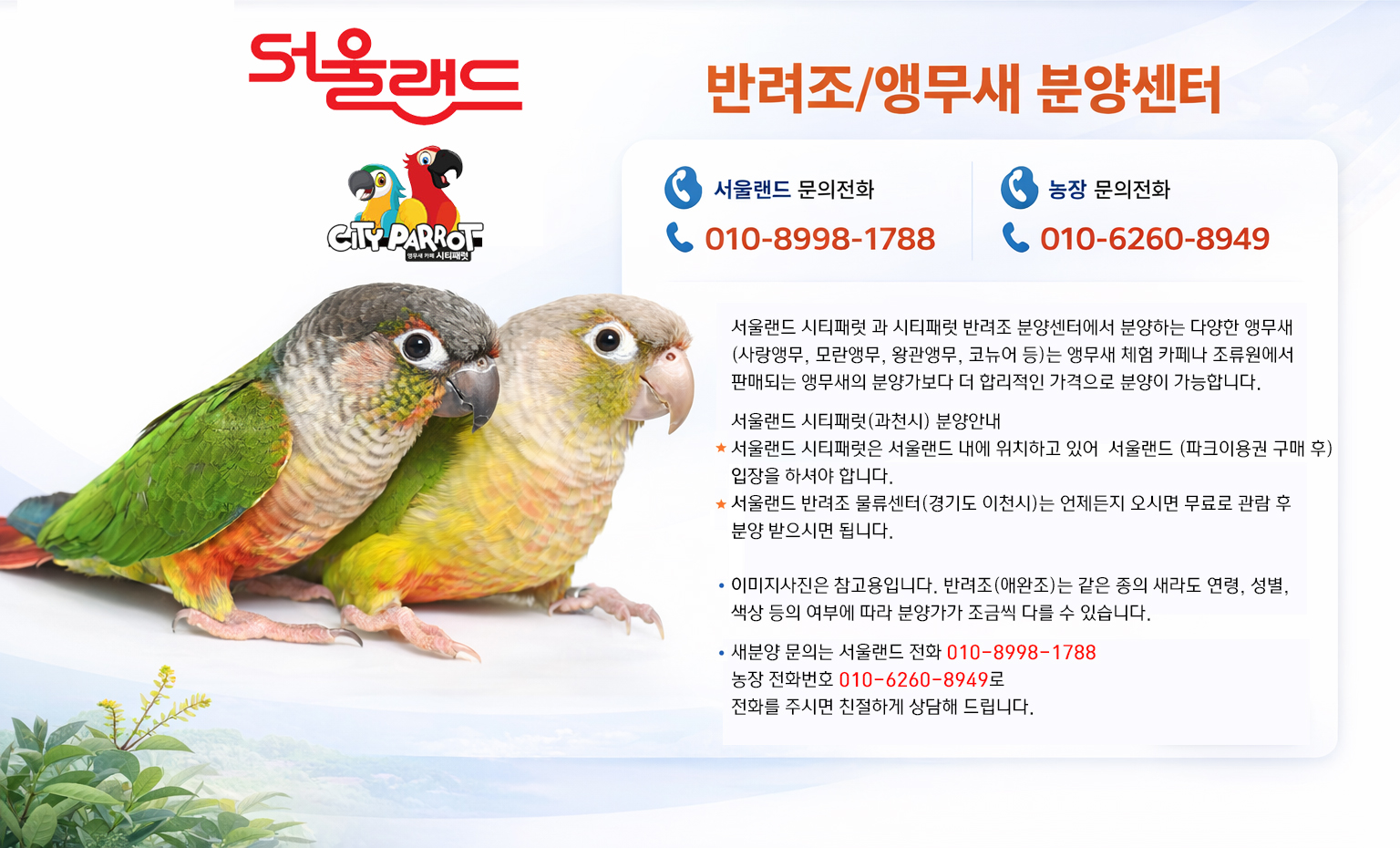 앵무새 분양 sale top 복사