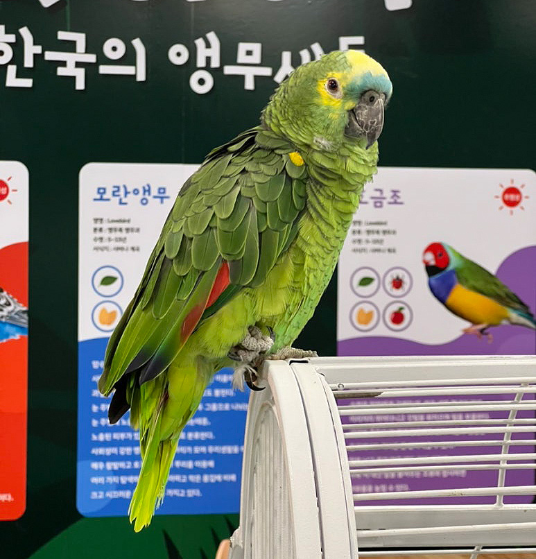 앵무새 체험 갤러리2