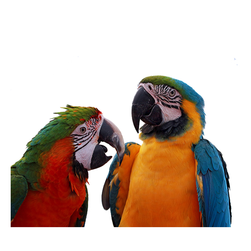 앵무새 분양 금강