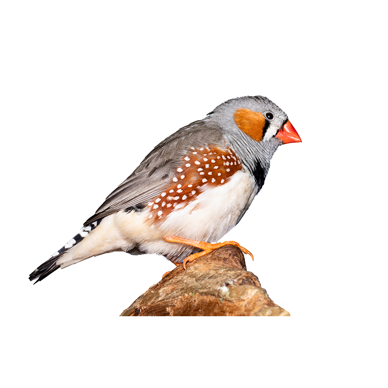 앵무새 분양 금화조