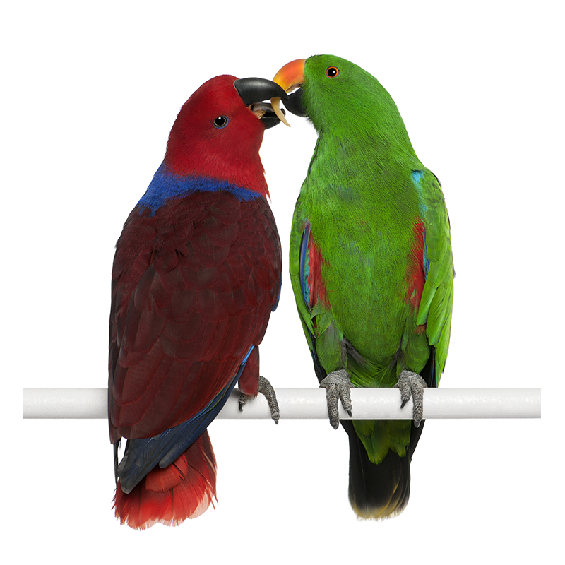 앵무새 분양 뉴기니아