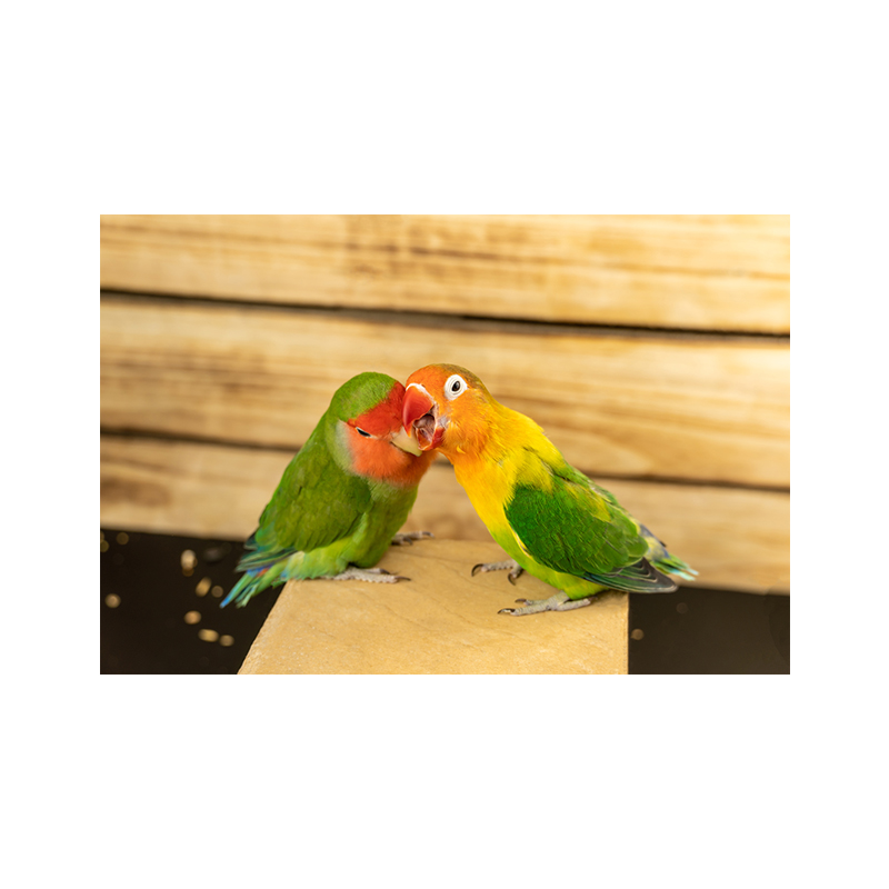 앵무새 분양 모란앵무