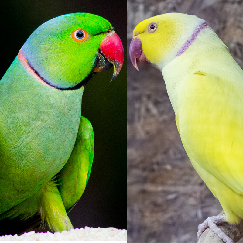 앵무새 분양 목도리앵무