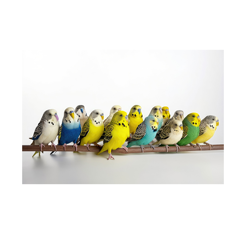 앵무새 분양 사랑앵무