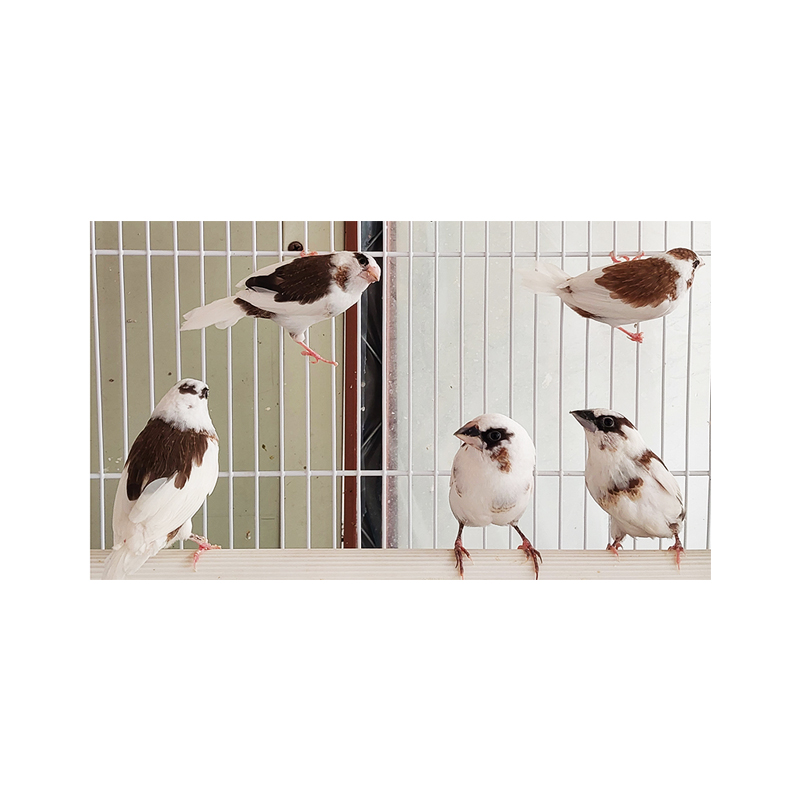 앵무새 분양 십자매2