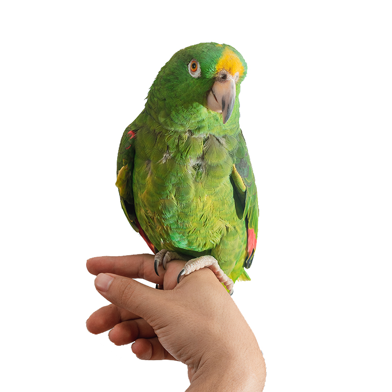 앵무새 분양 아마존