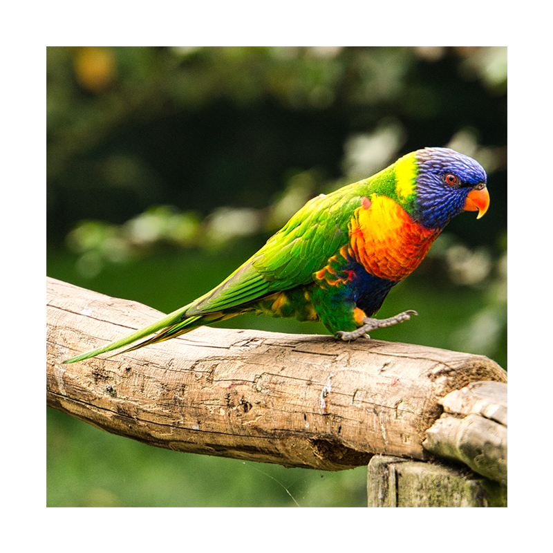 앵무새 분양 오색앵무2