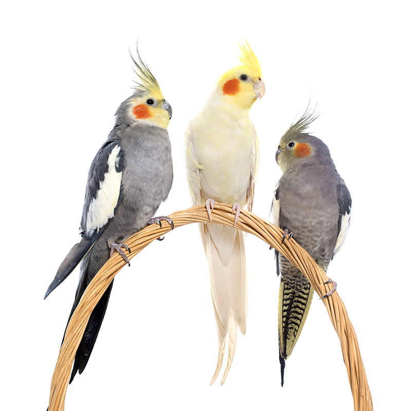 앵무새 분양 three cockatiel perching