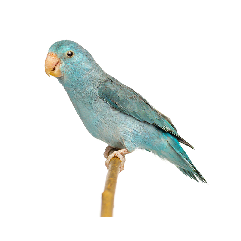 앵무새 분양 유리앵무 복사