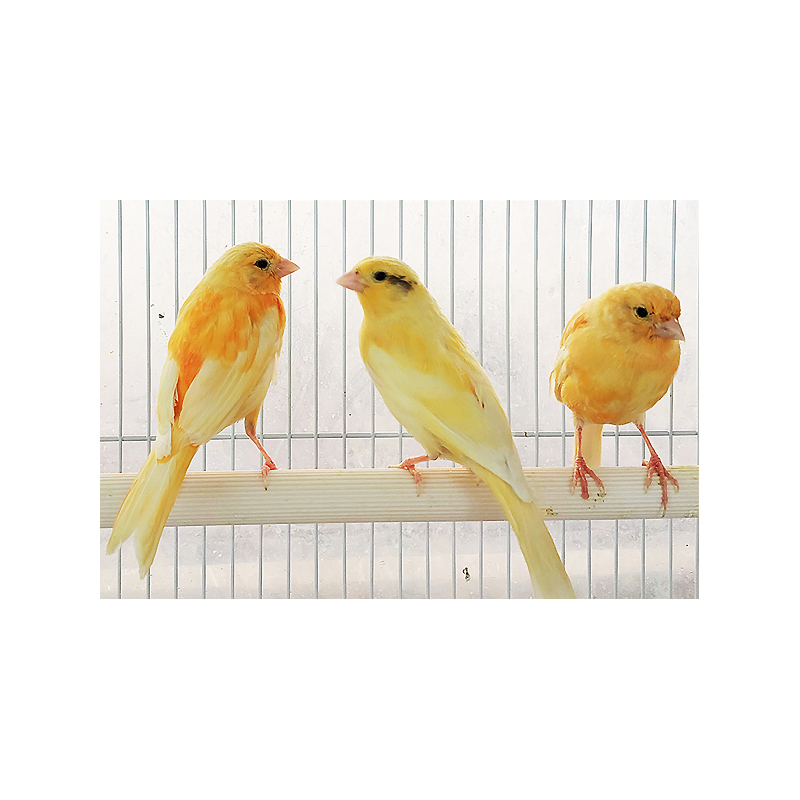 앵무새 분양 카나리아