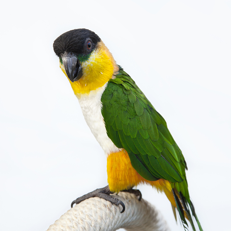 앵무새 분양 black headed caique on white background