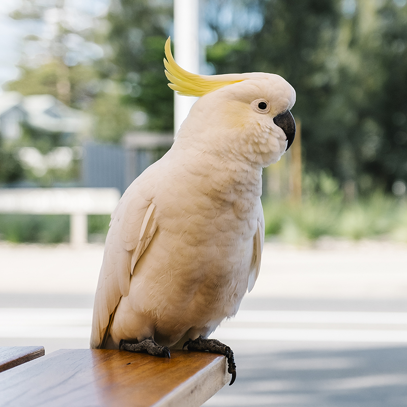 앵무새 분양 코카투
