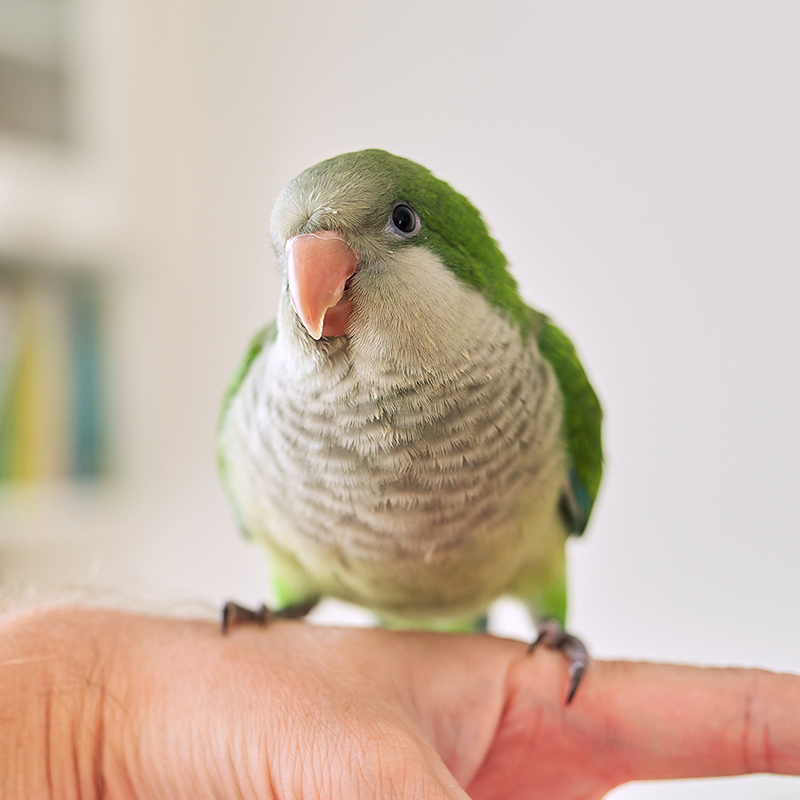 앵무새 분양 퀘이커