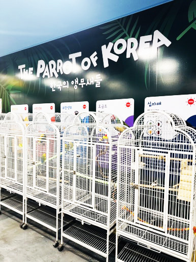 앵무새 단체체험 한국의앵무새들