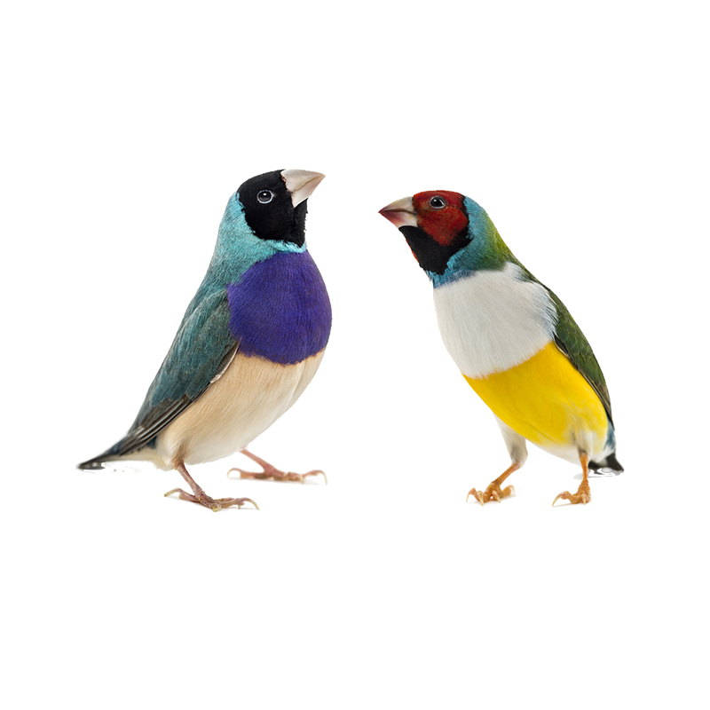 앵무새 분양 호금조2