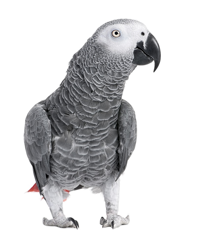 앵무새 분양 african grey parrot psittacus erithacus in front of a white background